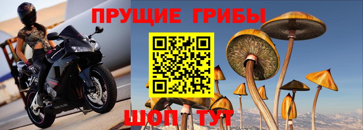 Галлюциногенные грибы Psilocybe Надым